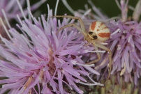 *(41000) Le Thomise ppin de raisin. Une femelle (Araneae - Thomisidae - Runcinia grammica)